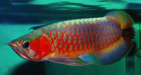 Malaysia-arowana0002